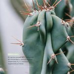 Gel Hidratante Y Calmante Con Extracto De Cactus 250 Ml - Yadah