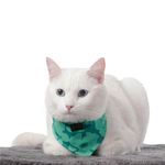 Pañuelo Menta Doble Faz 2.0 S - Totto