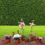 Planta Natural Tropical MP3