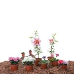 Planta Tropical Mp3 - Florasol