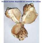 Caracoles Decorativos 8 Onzas - Kotz'ijal