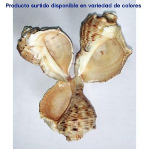 Caracoles Decorativos 8 Onzas