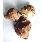 Caracoles Decorativos 8 Onzas - Kotz'ijal