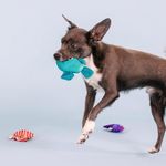 Set de 3 Juguetes para Perro Diseño Pesces