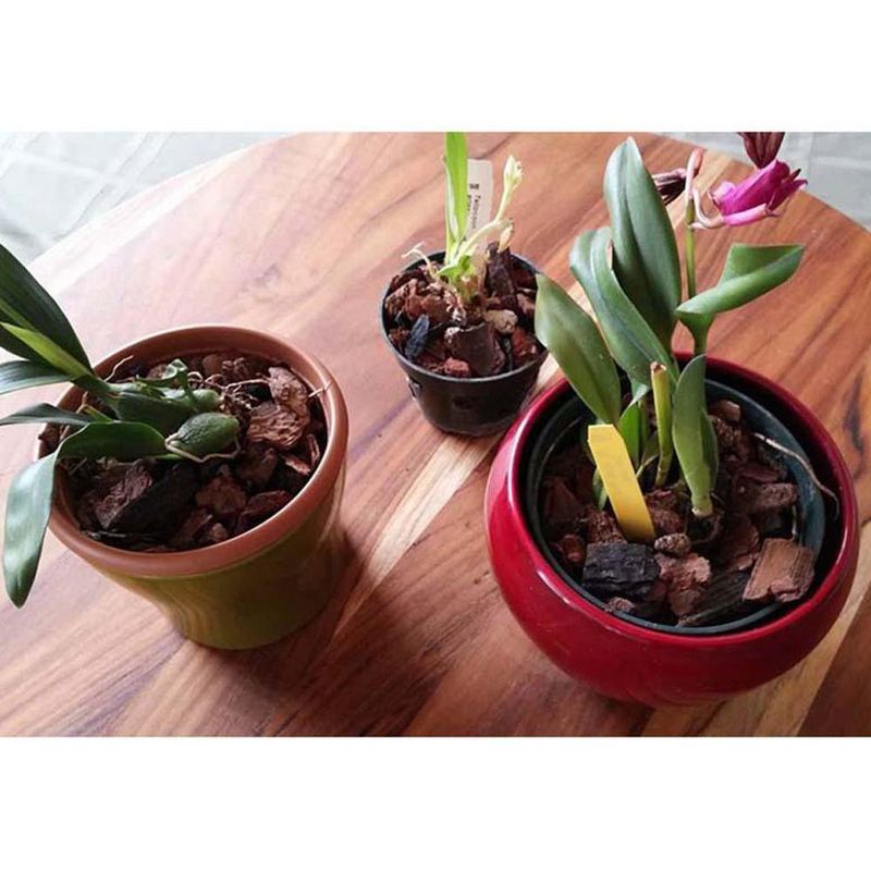 Cubresuelo Mulch Orgánico Orquigro