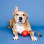 Juguete Interactivo para Perro