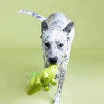 Juguete para Perro Diseño Camaleón