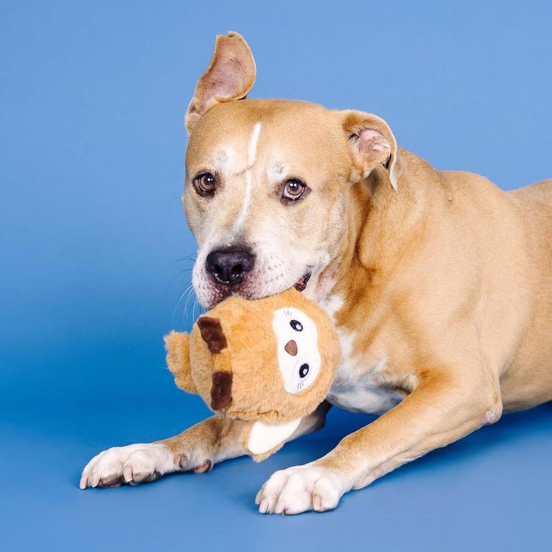 Juguete de Peluche para Perro