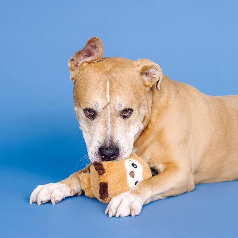 Juguete de Peluche para Perro