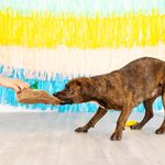 Set de 3 Juguetes para Perro Fiesta Mexicana