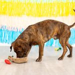 Set de 3 Juguetes para Perro Fiesta Mexicana