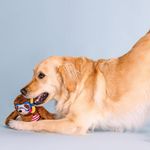 Juguete para Perro de Perezoso Nadador