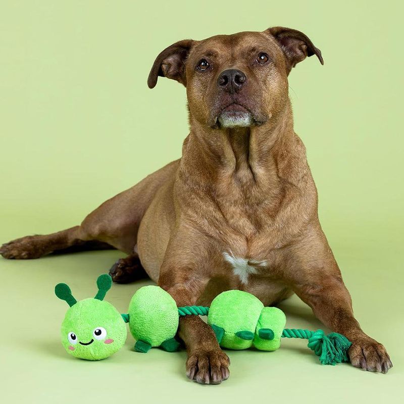 Juguete para Perro de Oruga con Cuerda