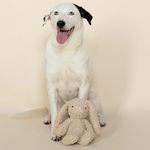 Juguete para Perro Diseño Conejo
