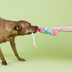 Juguete para Perro de Botella Sweet Summer Vibes