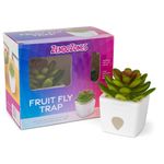 Planta Trampa para Moscas con Atrayente Diseño de Suculenta Verde