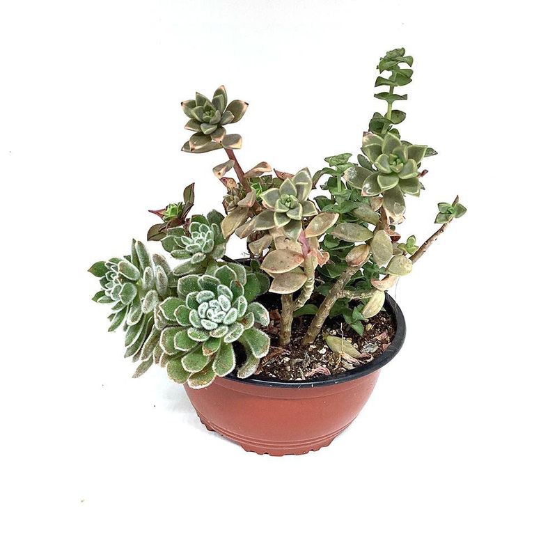 Planta Natural Bowl De Cactus Variados