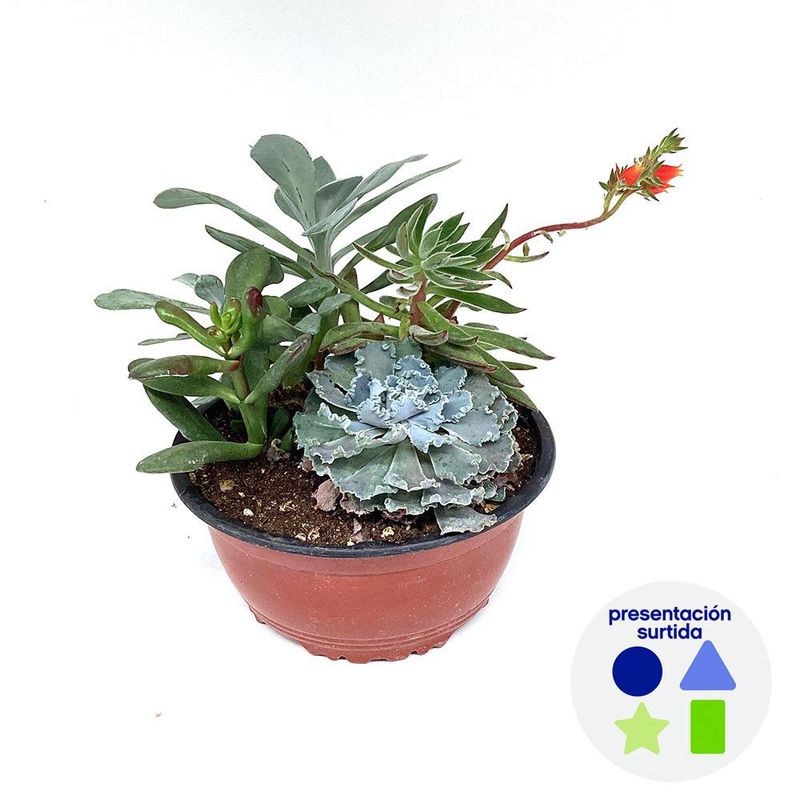 Planta Natural Bowl De Cactus Variados