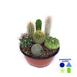 Planta Natural Bowl de Cactus Variados