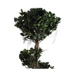 Planta Artificial Ficus en Espira