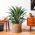 Planta Verde con Mecata 45 x 90 cm