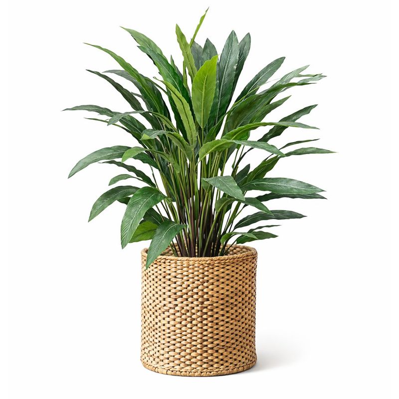 Planta Verde con Mecata 45 x 90 cm