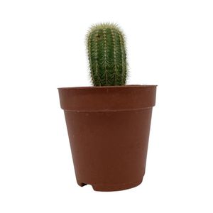 Cactus Planta Viva en Maceta