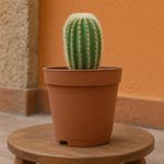 Cactus Planta Viva en Maceta