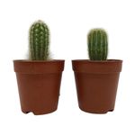 Cactus Planta Viva en Maceta