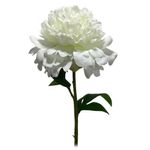 Flor Peonía Decorativa Blanca