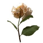 Hortensia Artificial Decorativa Marfil