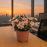 Azalea Premium en Maceta 17 Cm