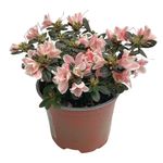 Azalea Premium en Maceta 17 Cm