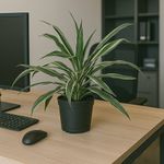 Planta Sansevieria en Maceta de 3 L