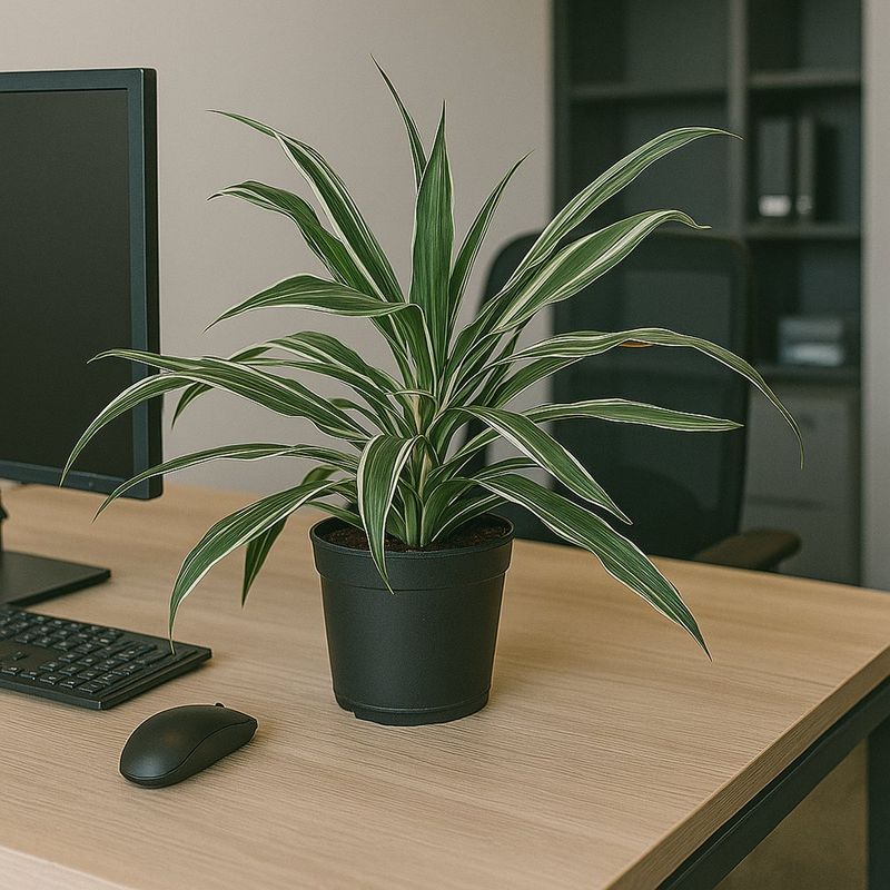 Planta Sansevieria en Maceta de 3 L