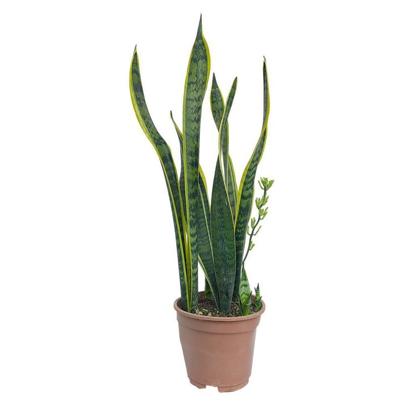 Planta Sansevieria en Maceta de 3 L