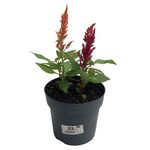 Celosía en Maceta 14 Cm