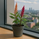 Celosía en Maceta 14 Cm