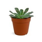 Suculenta con Maceta 10.5 cm - Diseños Surtidos