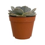 Suculenta con Maceta 10.5 cm - Diseños Surtidos