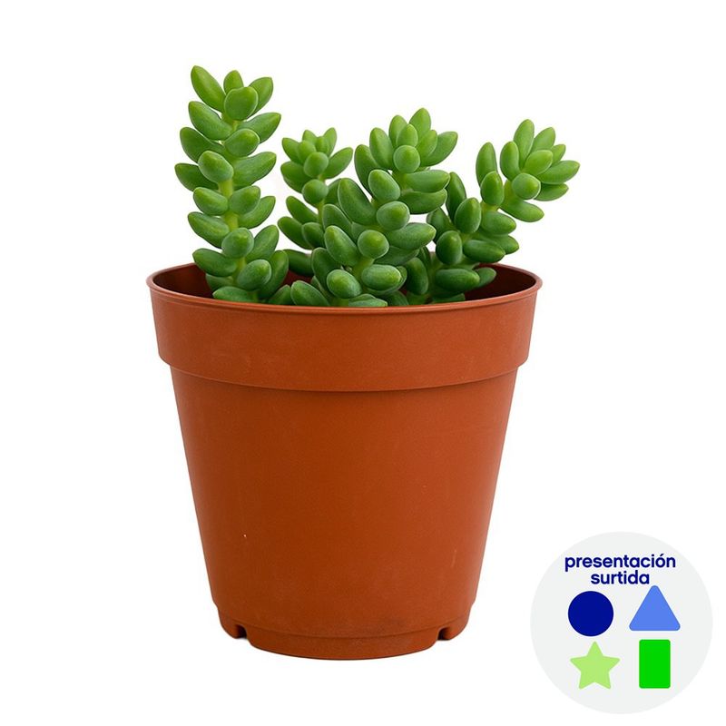 Suculenta con Maceta 10.5 cm - Diseños Surtidos