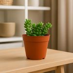 Suculenta con Maceta 10.5 cm - Diseños Surtidos