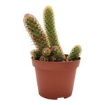 Cactus Natural en Maceta Plástica 10.5 Cm Diseños Surtidos