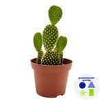 Cactus Natural en Maceta Plástica 10.5 Cm Diseños Surtidos
