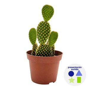 Cactus Natural en Maceta Plástica 10.5 Cm Diseños Surtidos