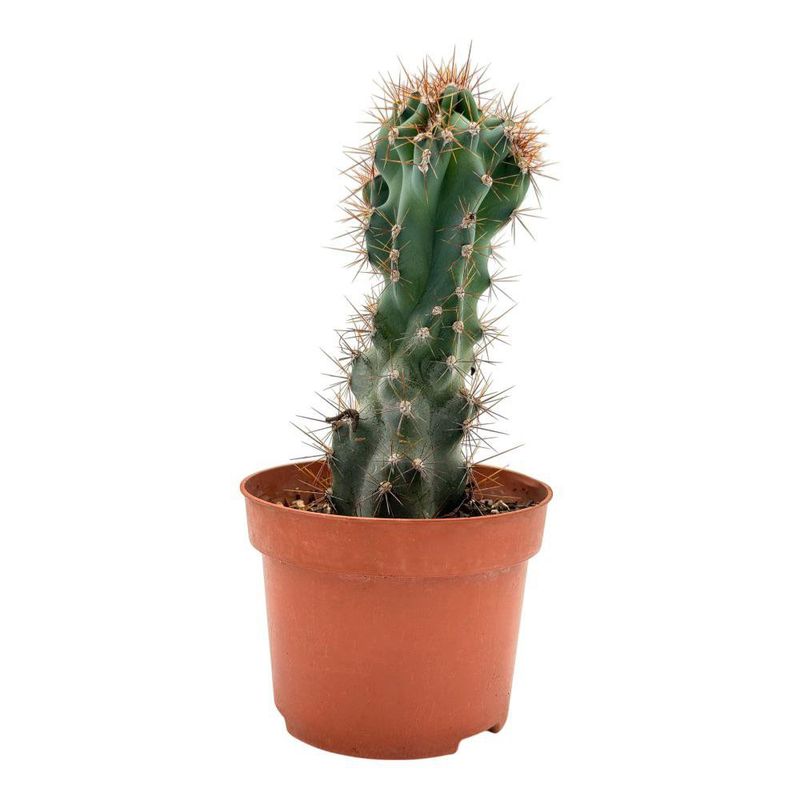Cactus Natural en Maceta Plástica 10.5 Cm Diseños Surtidos