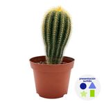 Cactus Premium en Maceta Plástica 10.5 Cm Diseños Surtidos