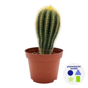 Cactus Premium en Maceta Plástica 10.5 Cm Diseños Surtidos