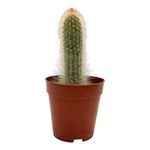 Cactus Premium en Maceta Plástica 10.5 Cm Diseños Surtidos