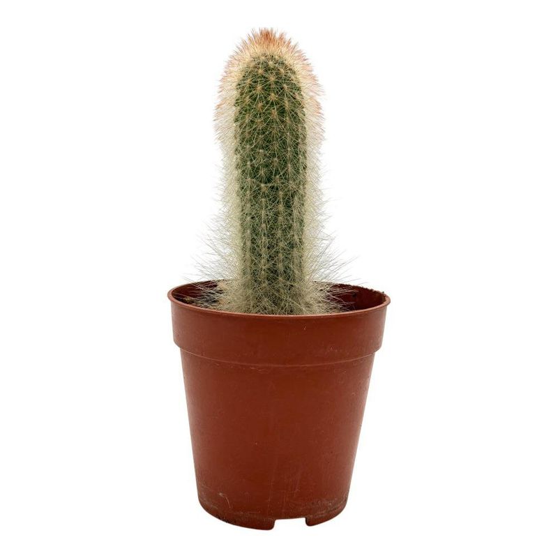 Cactus Premium en Maceta Plástica 10.5 Cm Diseños Surtidos